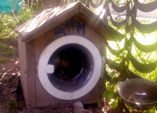 Dog door