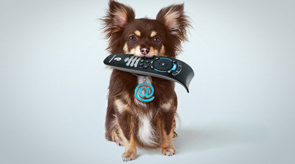 Dog with remote control