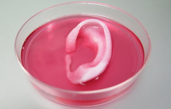 An ear