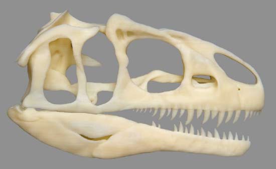 Dryosaurus Skull