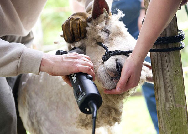 Sheep shearing machine