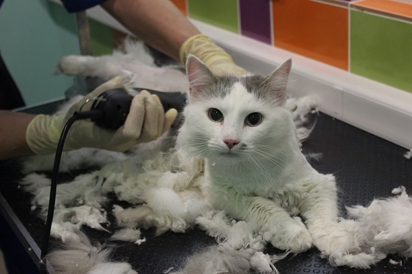 Cat grooming