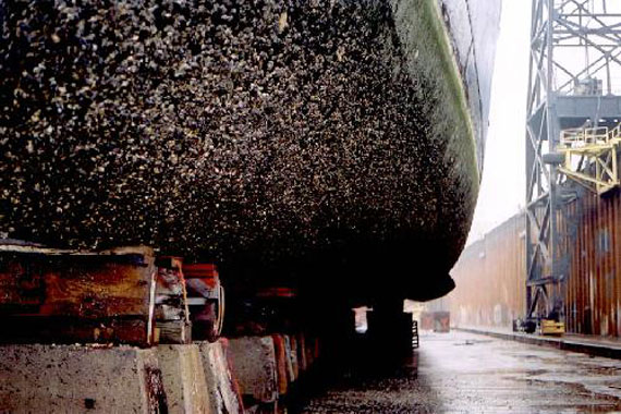 biofouling