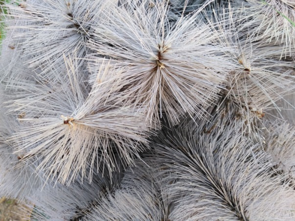 Spruce day cones