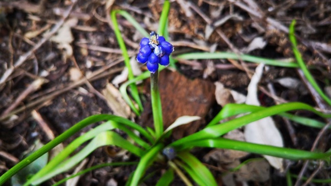 Sample photo