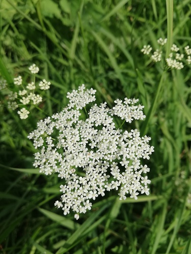 Sample photo from the camera