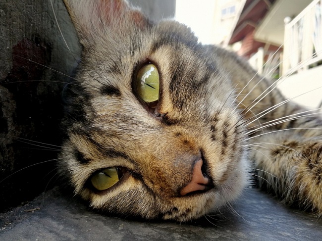 Sample photo