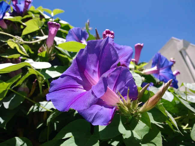 Sample photo